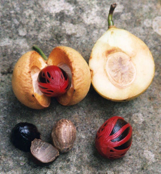 1 NUTMEG TREE Seed Myristica Fragrans Pala MACE Fruit Nut Pumpkin Pie Spice