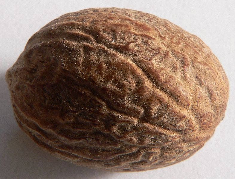 1 NUTMEG TREE Seed Myristica Fragrans Pala MACE Fruit Nut Pumpkin Pie Spice