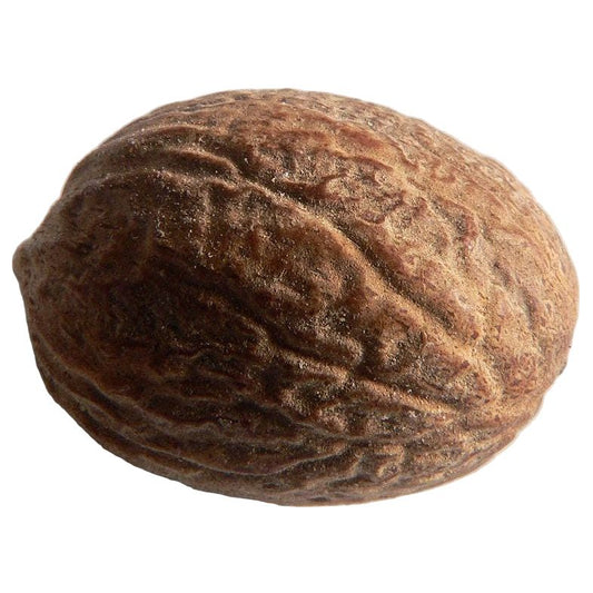 1 NUTMEG TREE Seed Myristica Fragrans Pala MACE Fruit Nut Pumpkin Pie Spice