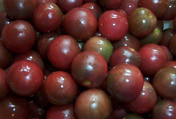 50 BLACK CHERRY TOMATO Black Skin Sweet Round Lycopersicon Fruit Vegetable Seeds