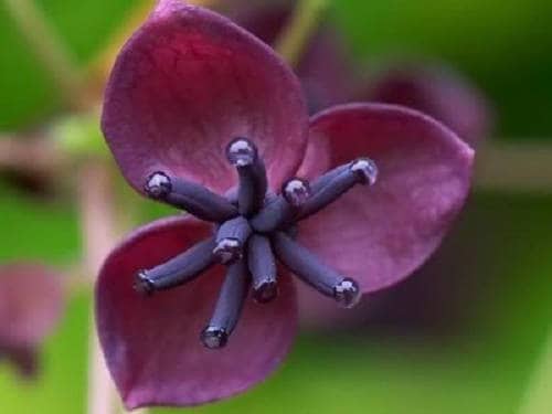 15 CHOCOLATE VINE Edible Fruit Akebia Trifoliata Flower Ornamental Climber Seeds