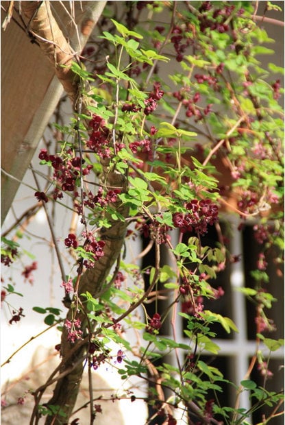 15 CHOCOLATE VINE Edible Fruit Akebia Trifoliata Flower Ornamental Climber Seeds