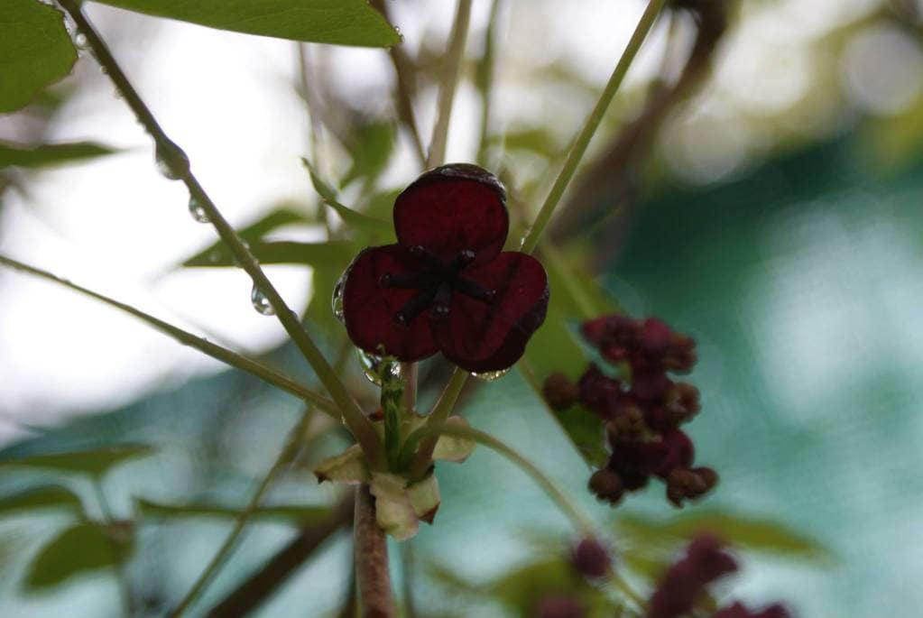 15 CHOCOLATE VINE Edible Fruit Akebia Trifoliata Flower Ornamental Climber Seeds