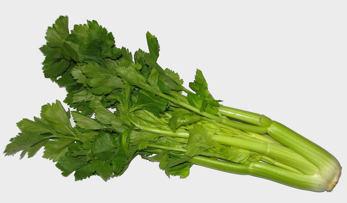 1000 TENDERCRISP CELERY Stalks & Leaves Apium Graveolens Vegetable Seeds