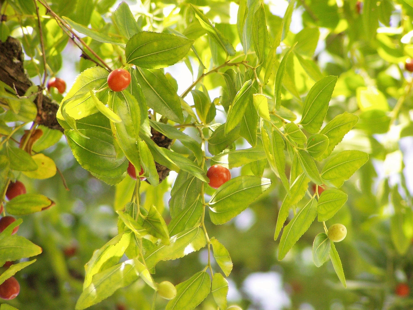 20 ASIAN DATE Jujube Ziziphus Spinosa Common Chinese Tsao Red Fruit Tree Seeds