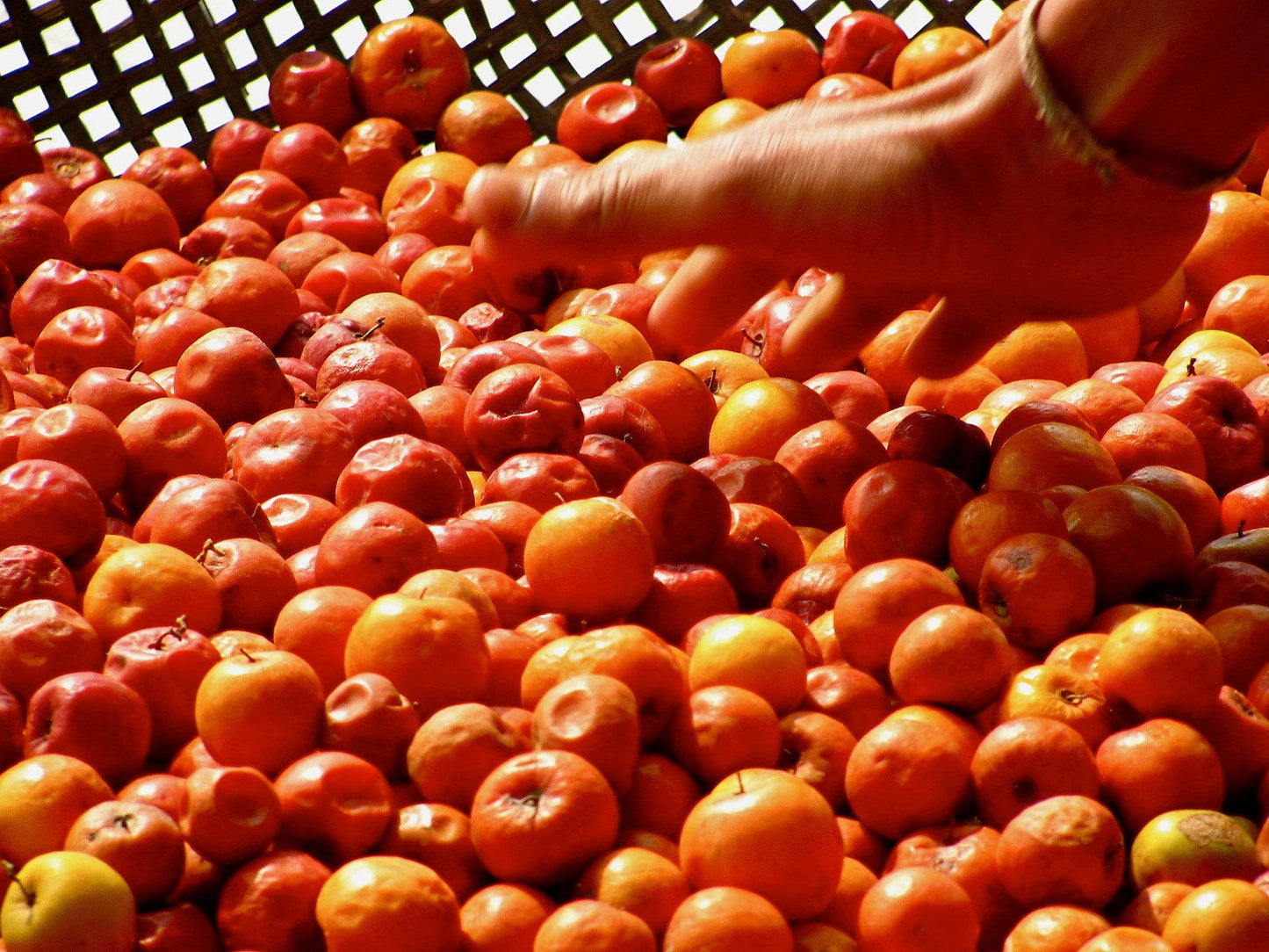 20 ASIAN DATE Jujube Ziziphus Spinosa Common Chinese Tsao Red Fruit Tree Seeds