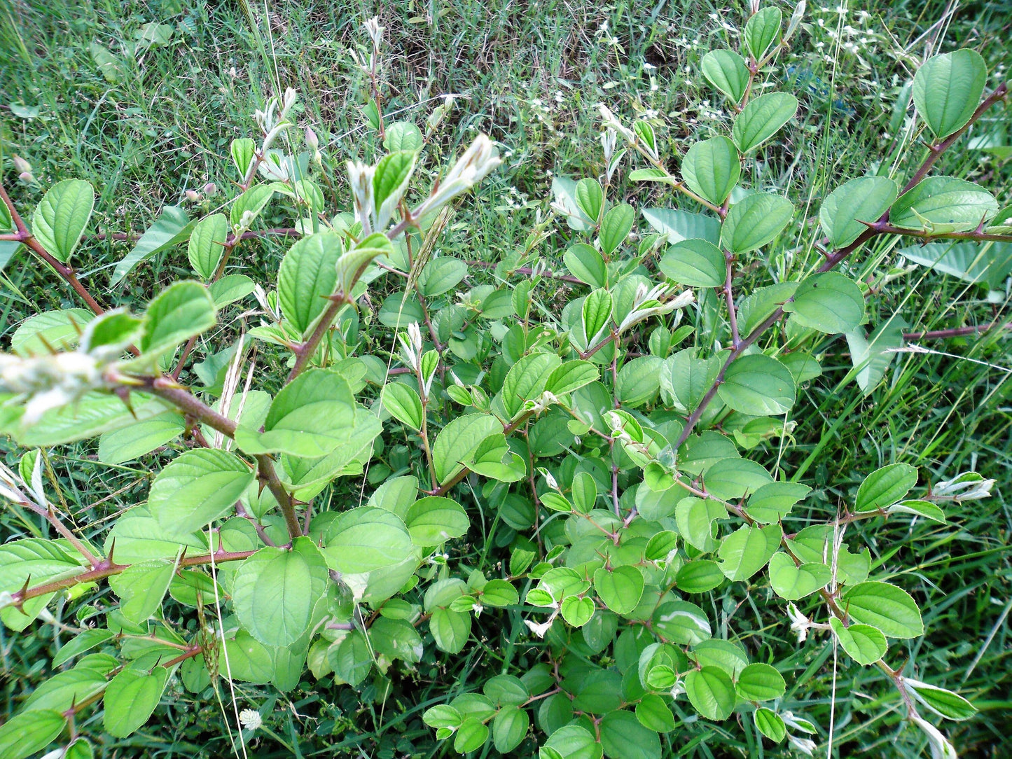 20 ASIAN DATE Jujube Ziziphus Spinosa Common Chinese Tsao Red Fruit Tree Seeds