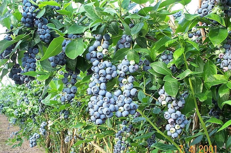 50 Northern HIGHBUSH BLUEBERRY BUSH Vaccinium Fruit Shrub Blue Berry White Flower Seeds