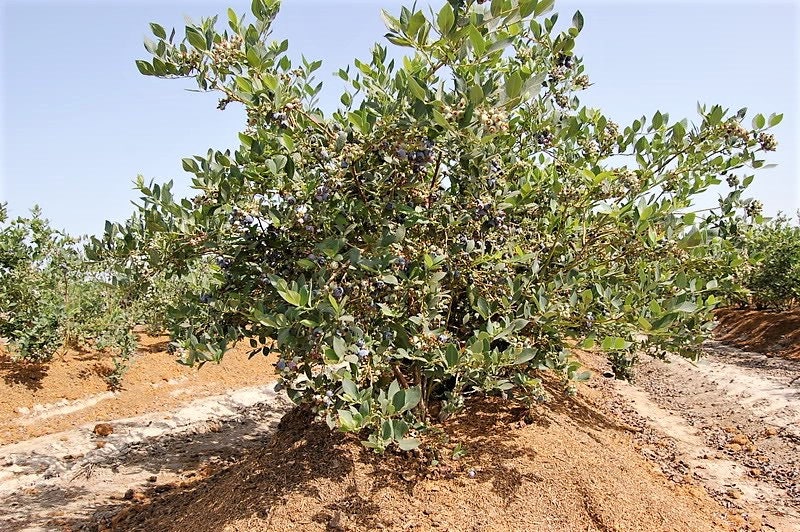 50 Northern HIGHBUSH BLUEBERRY BUSH Vaccinium Fruit Shrub Blue Berry White Flower Seeds