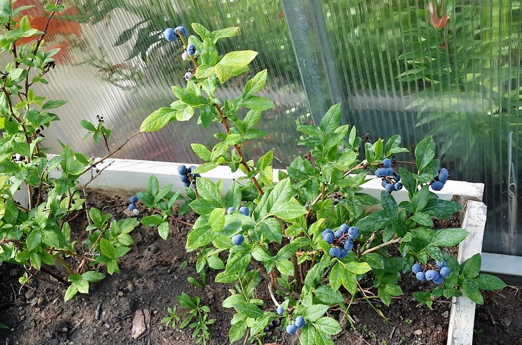50 Northern HIGHBUSH BLUEBERRY BUSH Vaccinium Fruit Shrub Blue Berry White Flower Seeds