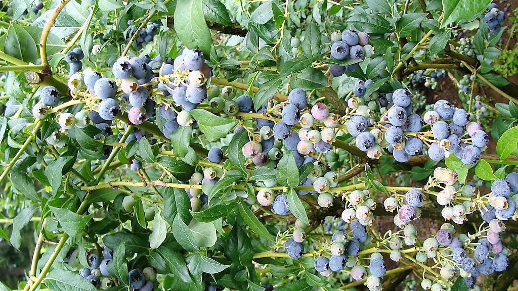 50 Northern HIGHBUSH BLUEBERRY BUSH Vaccinium Fruit Shrub Blue Berry White Flower Seeds