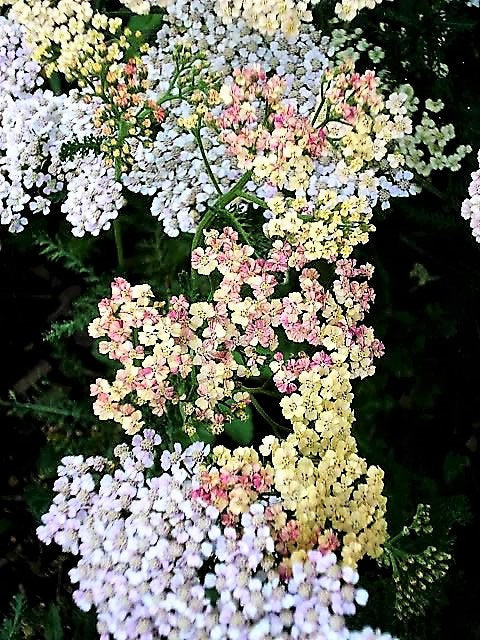 500 MIXED SUMMER YARROW Achillea Millefolium Red Pink White Gold Peach Herb Flower Seeds