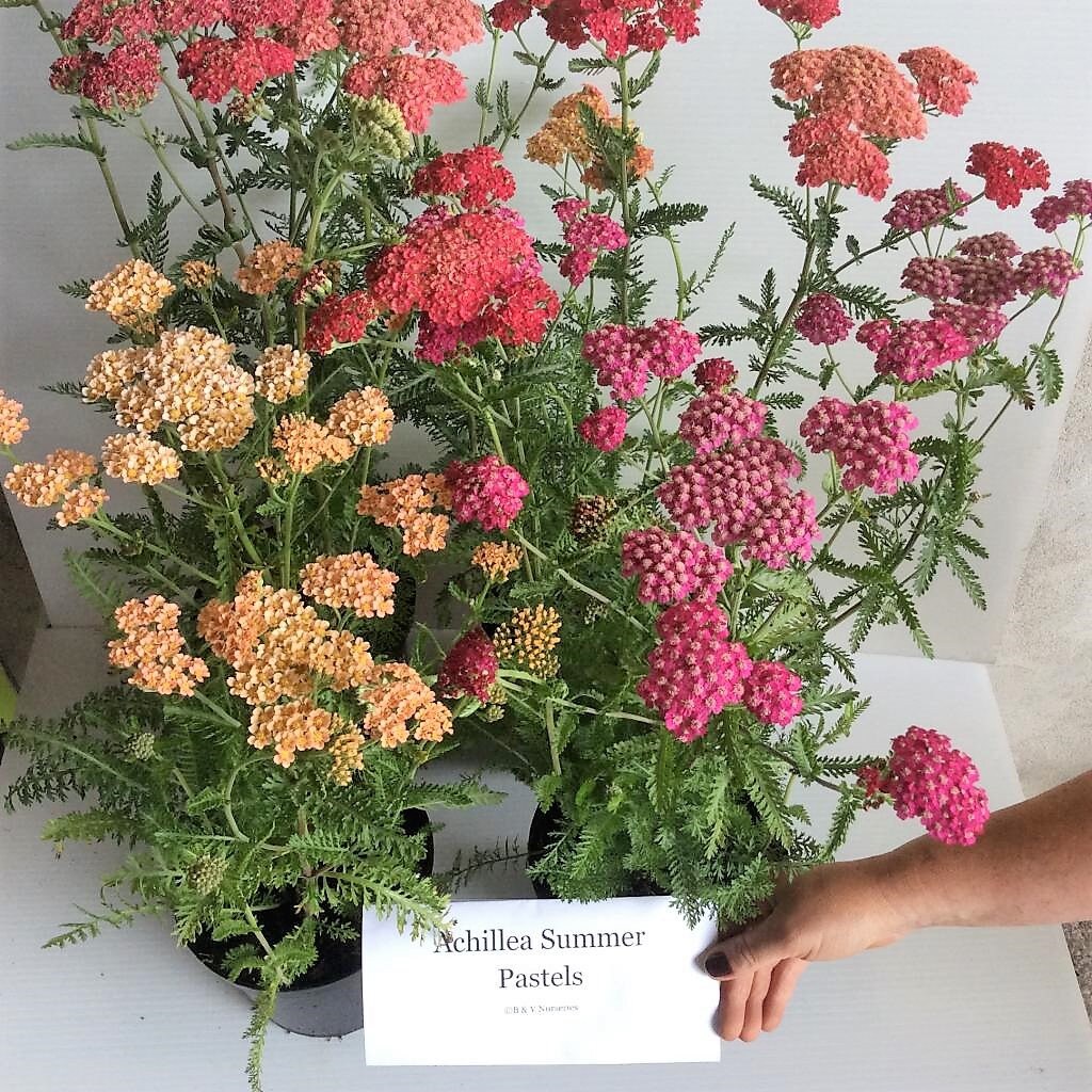 500 MIXED SUMMER YARROW Achillea Millefolium Red Pink White Gold Peach Herb Flower Seeds