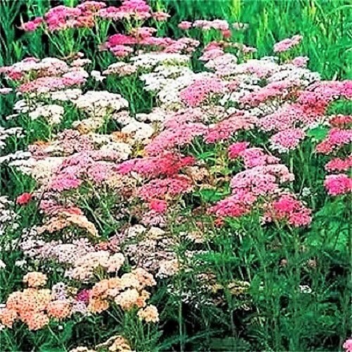 500 MIXED SUMMER YARROW Achillea Millefolium Red Pink White Gold Peach Herb Flower Seeds