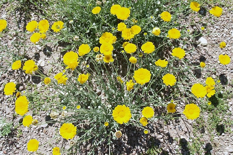 500 Yellow DESERT MARIGOLD Baileya Multiradiata Showy Drought Paper Daisy Flower Herb Seeds