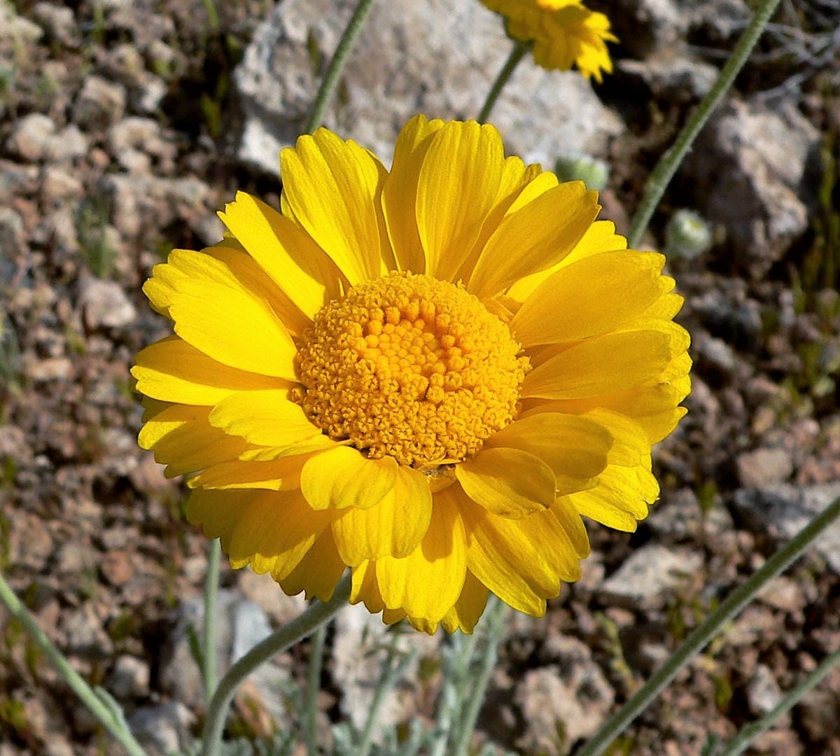 500 Yellow DESERT MARIGOLD Baileya Multiradiata Showy Drought Paper Daisy Flower Herb Seeds