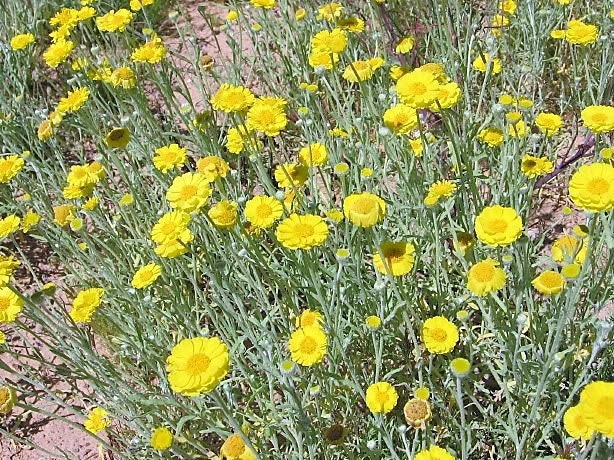 500 Yellow DESERT MARIGOLD Baileya Multiradiata Showy Drought Paper Daisy Flower Herb Seeds