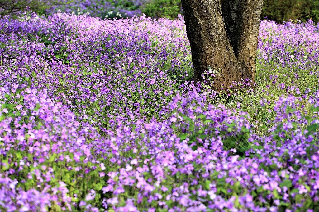 500 Purple FEBRUARY ORCHID Violet Cress Orychophragmus Violaceus 2" Flower Edible Vegetable Seeds