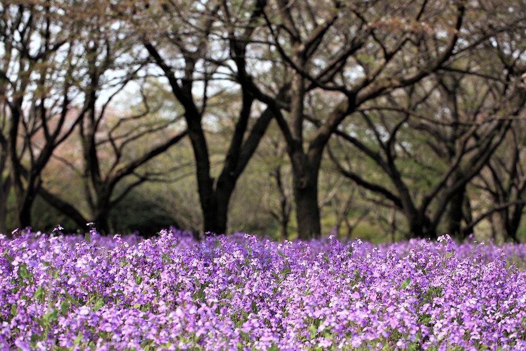 500 Purple FEBRUARY ORCHID Violet Cress Orychophragmus Violaceus 2" Flower Edible Vegetable Seeds
