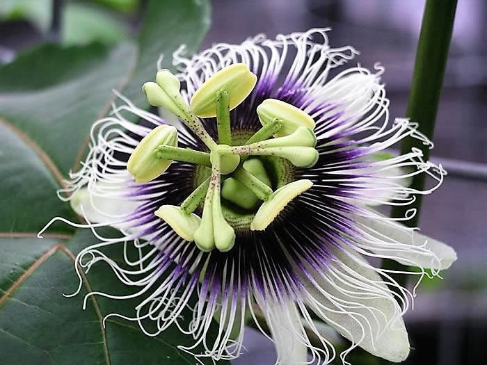 10 YELLOW PASSION FRUIT Vine Passiflora Edulis Flavicarpa Golden Passionfruit Purple & White Flower Seeds