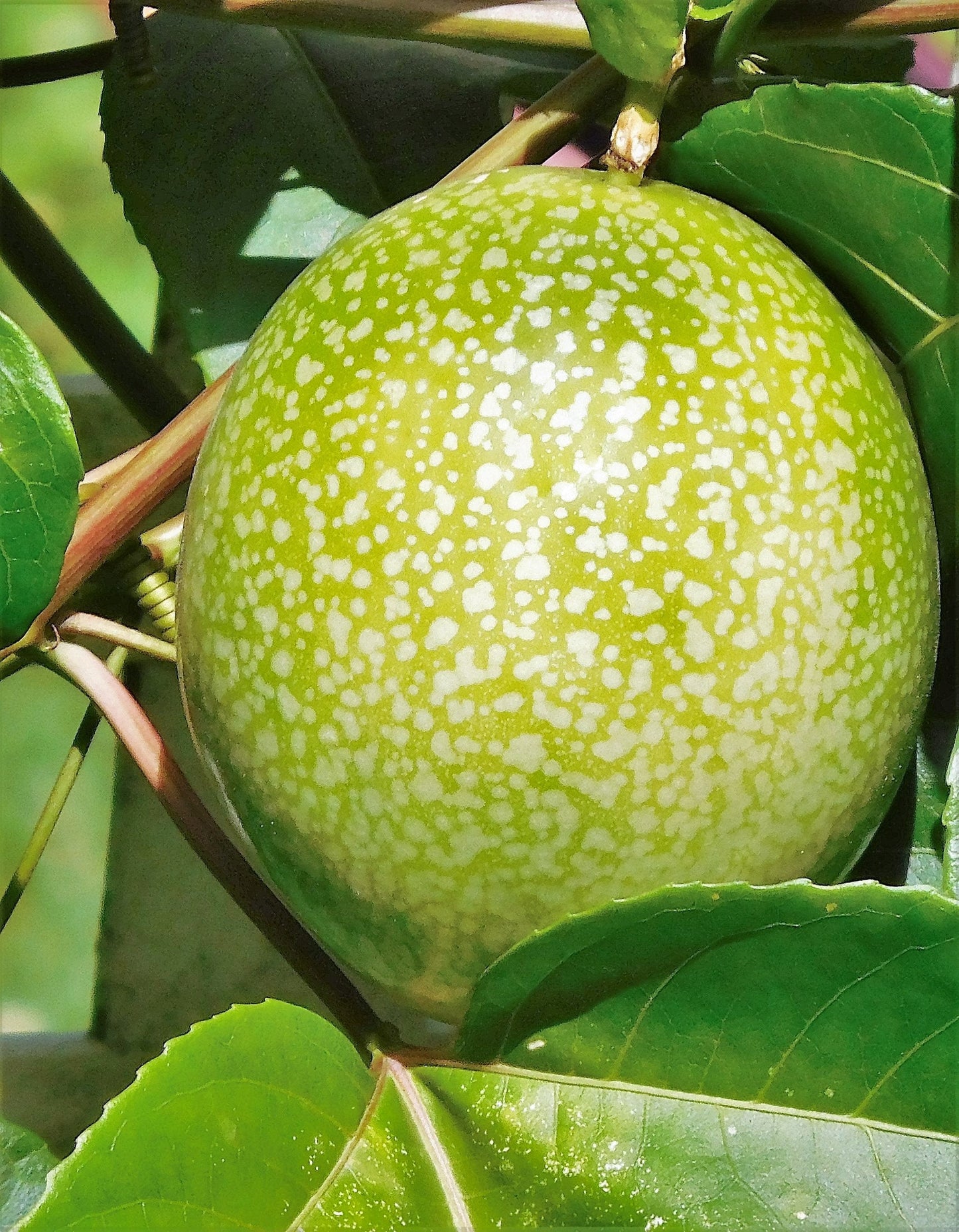 10 YELLOW PASSION FRUIT Vine Passiflora Edulis Flavicarpa Golden Passionfruit Purple & White Flower Seeds