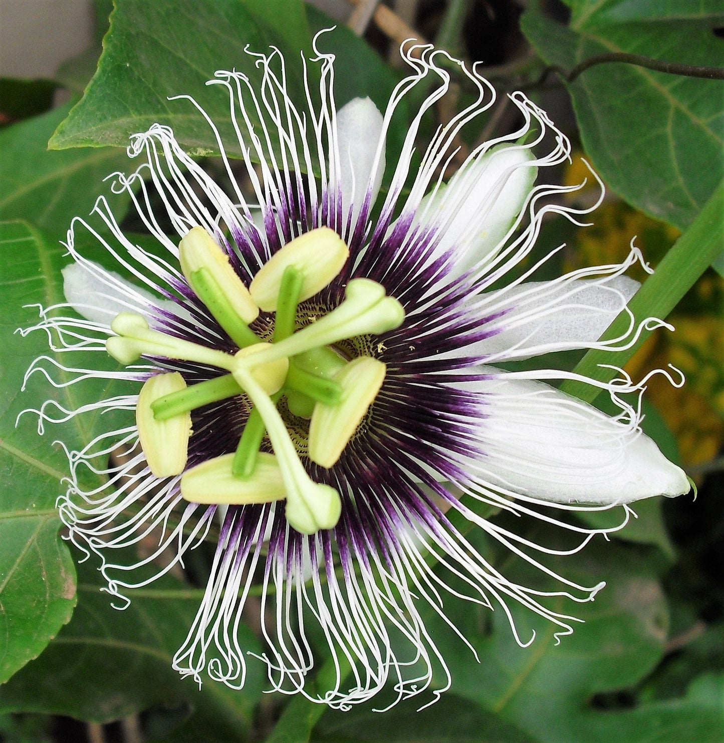 10 YELLOW PASSION FRUIT Vine Passiflora Edulis Flavicarpa Golden Passionfruit Purple & White Flower Seeds