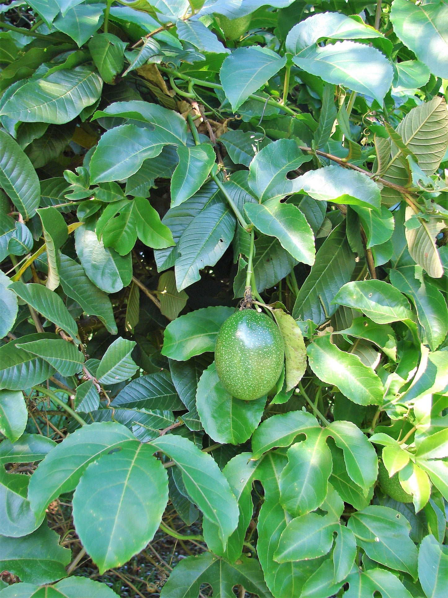 10 YELLOW PASSION FRUIT Vine Passiflora Edulis Flavicarpa Golden Passionfruit Purple & White Flower Seeds