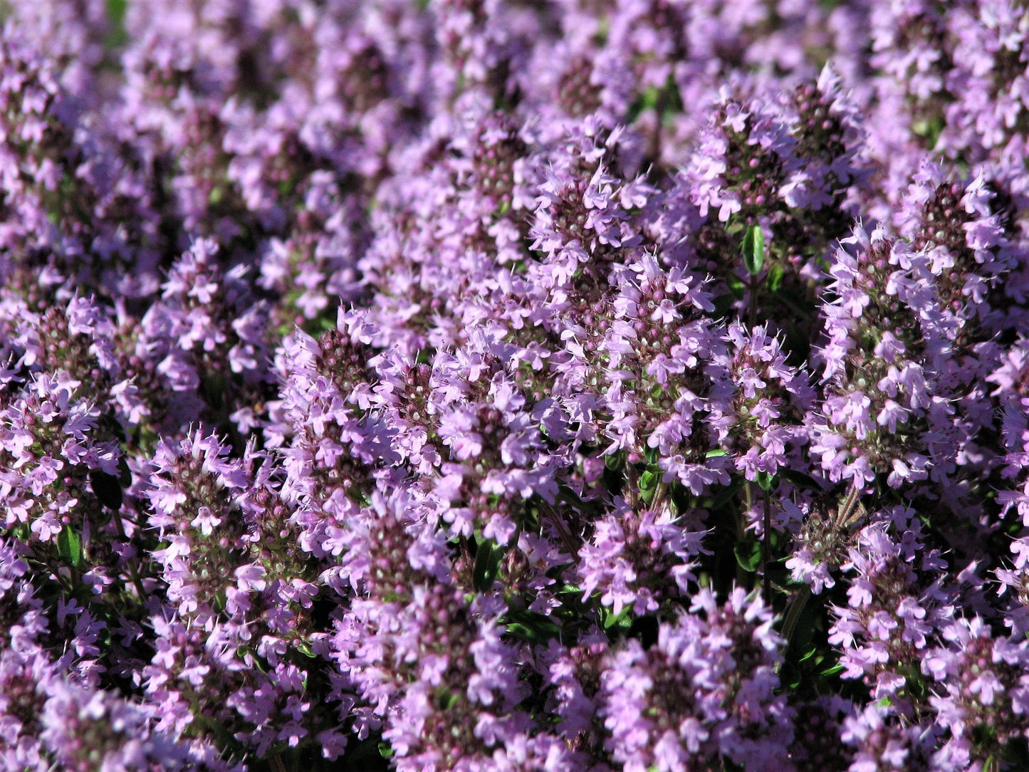 100 MOTHER OF THYME aka Lemon Broadleaved Large Thyme Thymus Pulegioides Herb Pink Flower Seeds