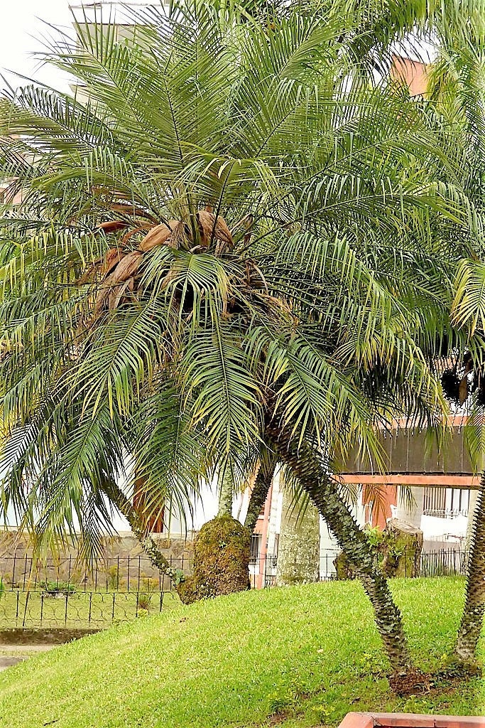 10 PYGMY DATE PALM Phoenix Roebelenii Dwarf Miniature Ornamental Fruit Tree Houseplant Seeds