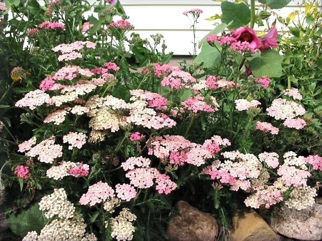 500 MIXED SUMMER YARROW Achillea Millefolium Red Pink White Gold Peach Herb Flower Seeds