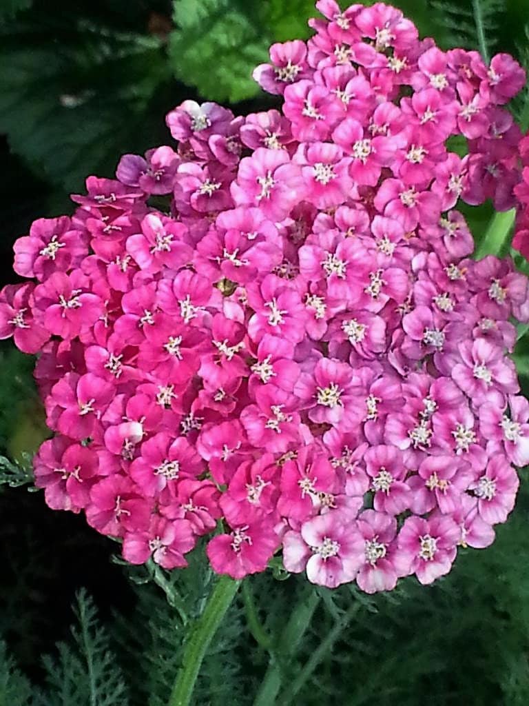500 MIXED SUMMER YARROW Achillea Millefolium Red Pink White Gold Peach Herb Flower Seeds