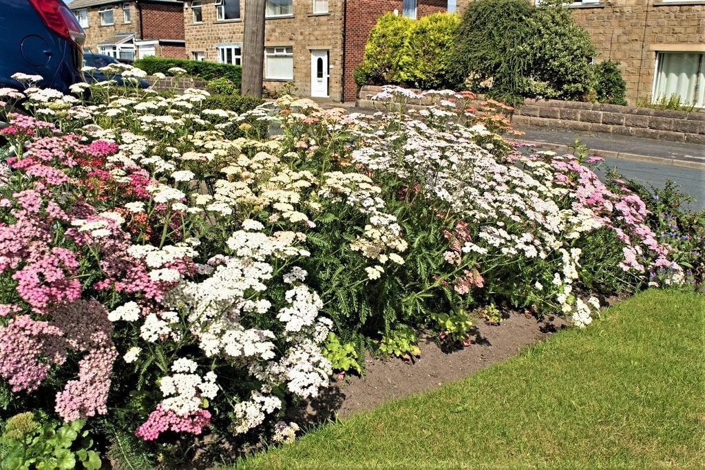 500 MIXED SUMMER YARROW Achillea Millefolium Red Pink White Gold Peach Herb Flower Seeds