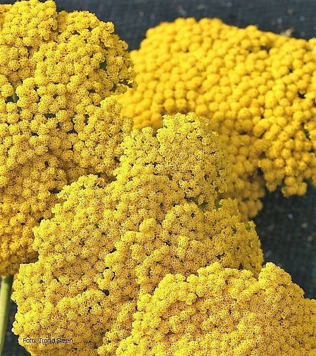 500 MIXED SUMMER YARROW Achillea Millefolium Red Pink White Gold Peach Herb Flower Seeds