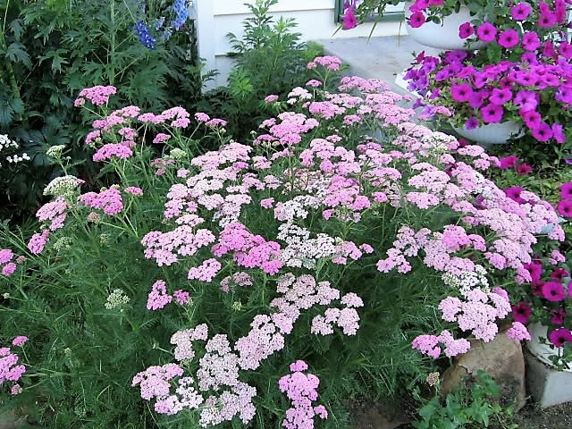 500 MIXED SUMMER YARROW Achillea Millefolium Red Pink White Gold Peach Herb Flower Seeds