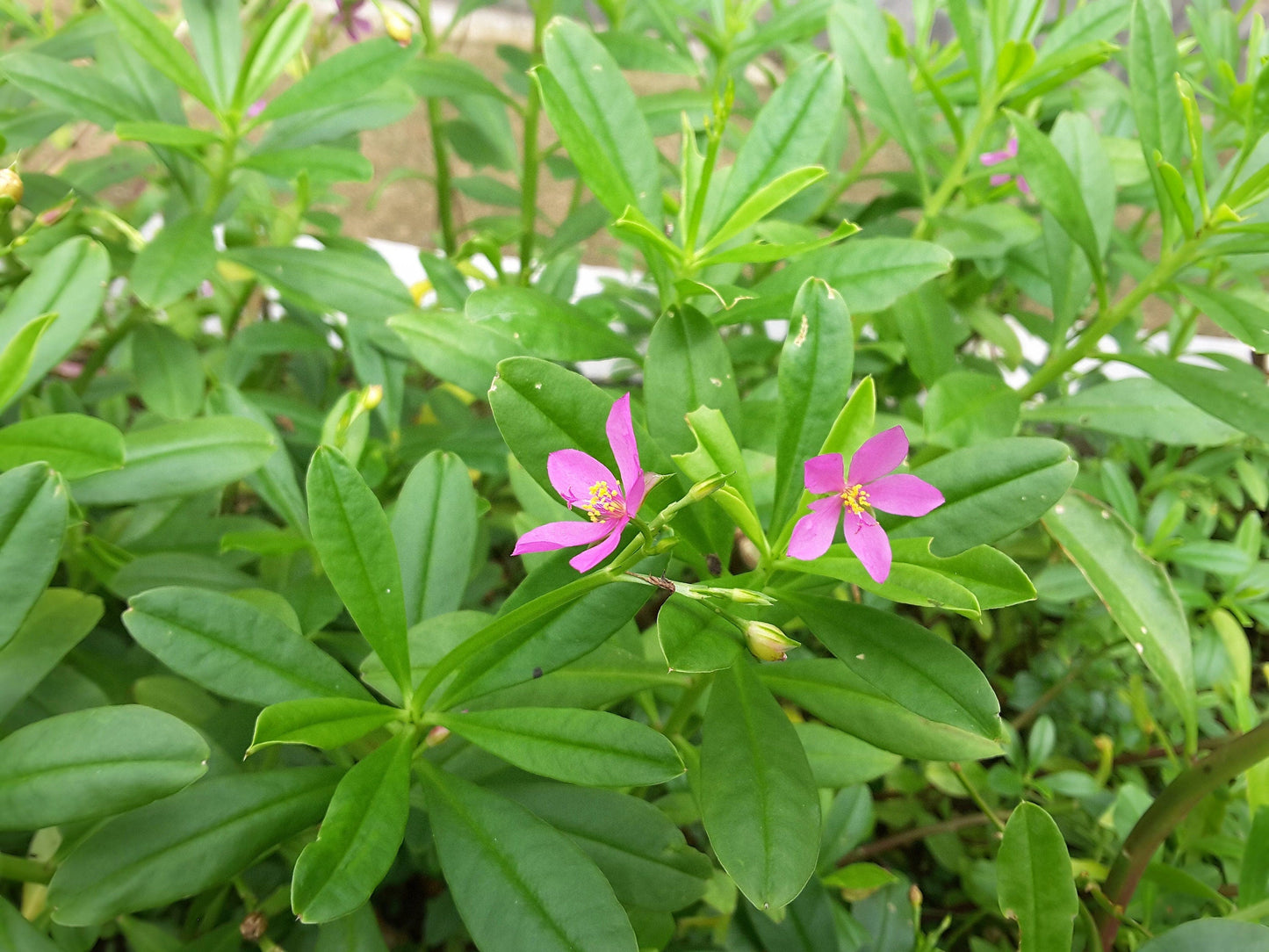 150 FAME FLOWER Jewels of Opar Talinum Paniculatum Portulaca Patens Fameflower Vegetable Leaf Seeds
