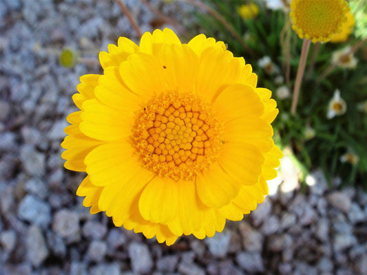 500 Yellow DESERT MARIGOLD Baileya Multiradiata Showy Drought Paper Daisy Flower Herb Seeds