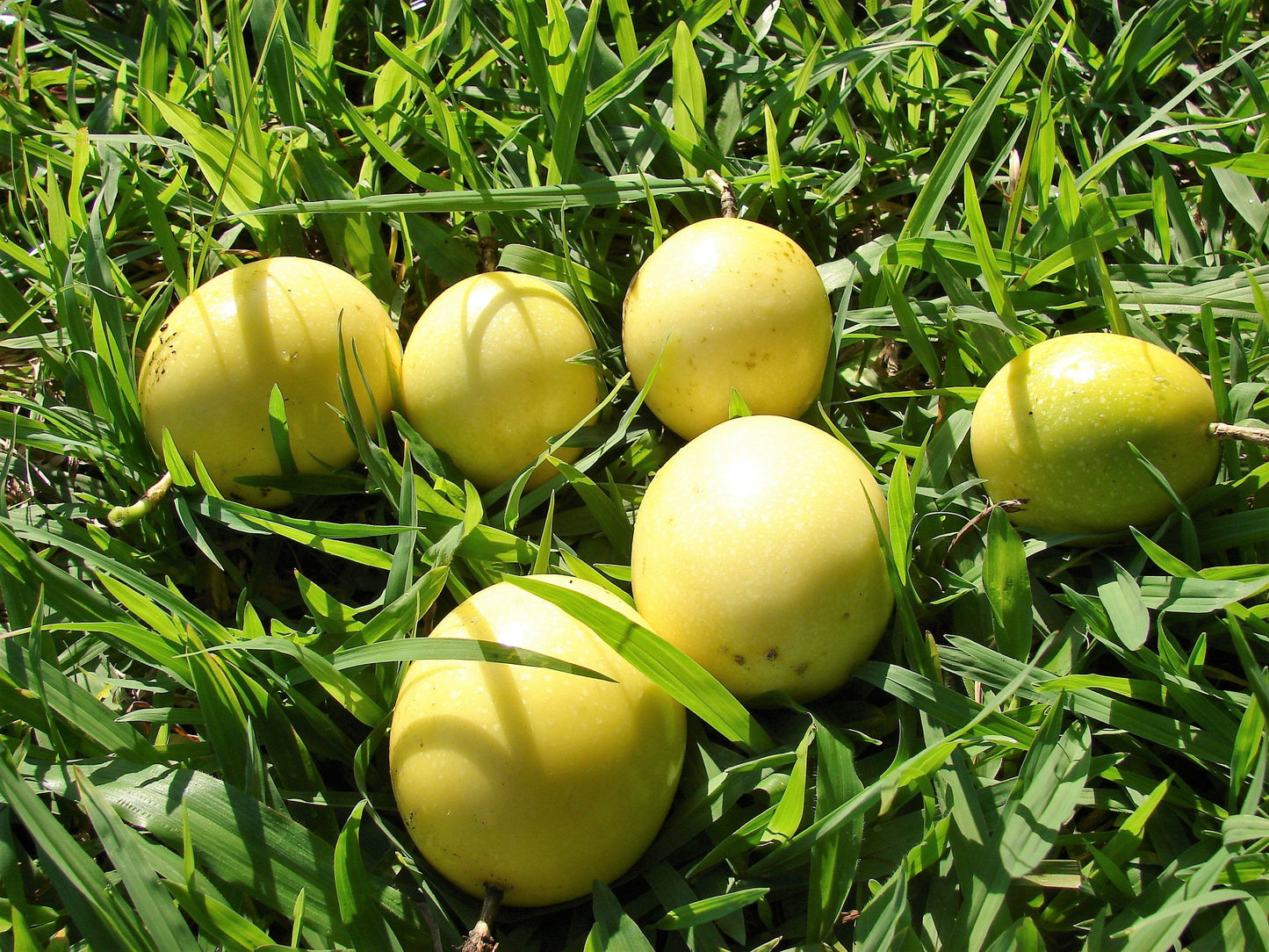 10 YELLOW PASSION FRUIT Vine Passiflora Edulis Flavicarpa Golden Passionfruit Purple & White Flower Seeds