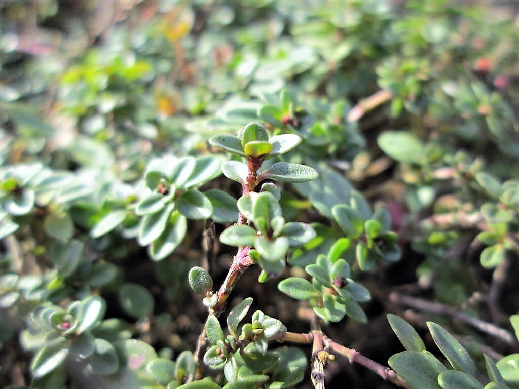 100 MOTHER OF THYME aka Lemon Broadleaved Large Thyme Thymus Pulegioides Herb Pink Flower Seeds