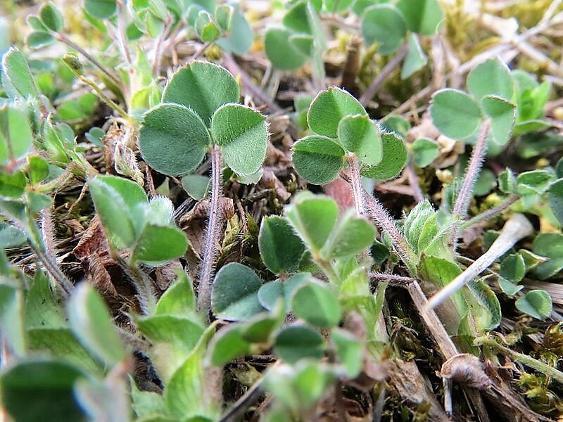 100 MOTHER OF THYME aka Lemon Broadleaved Large Thyme Thymus Pulegioides Herb Pink Flower Seeds