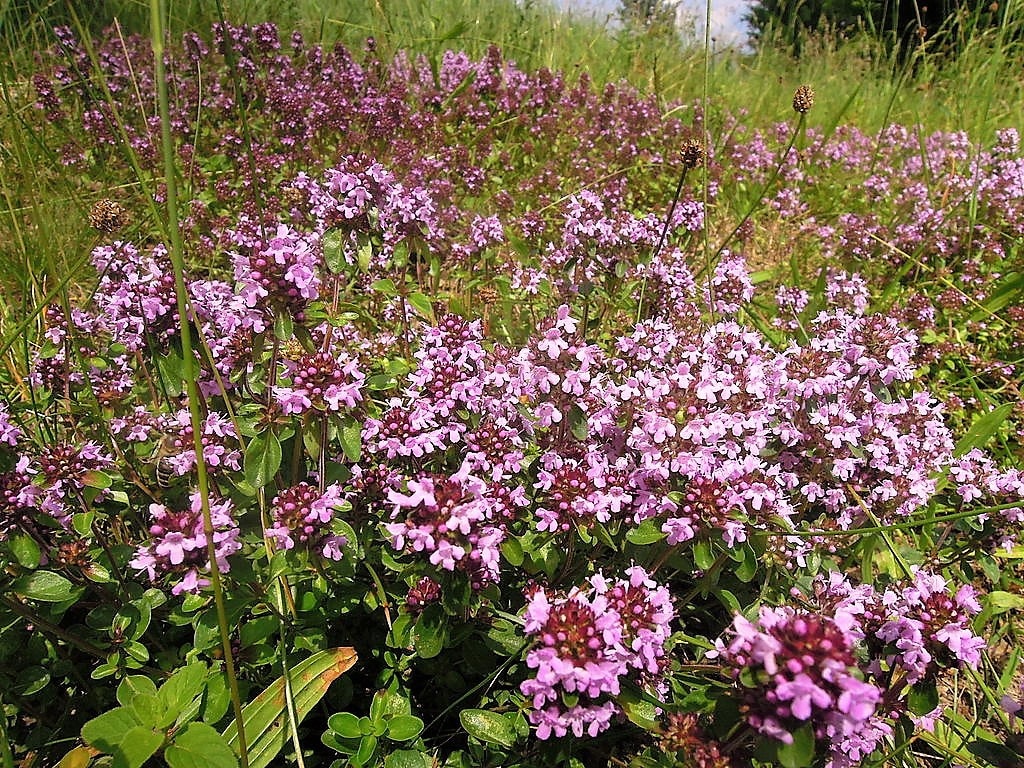 100 MOTHER OF THYME aka Lemon Broadleaved Large Thyme Thymus Pulegioides Herb Pink Flower Seeds
