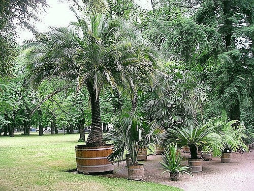 10 PYGMY DATE PALM Phoenix Roebelenii Dwarf Miniature Ornamental Fruit Tree Houseplant Seeds