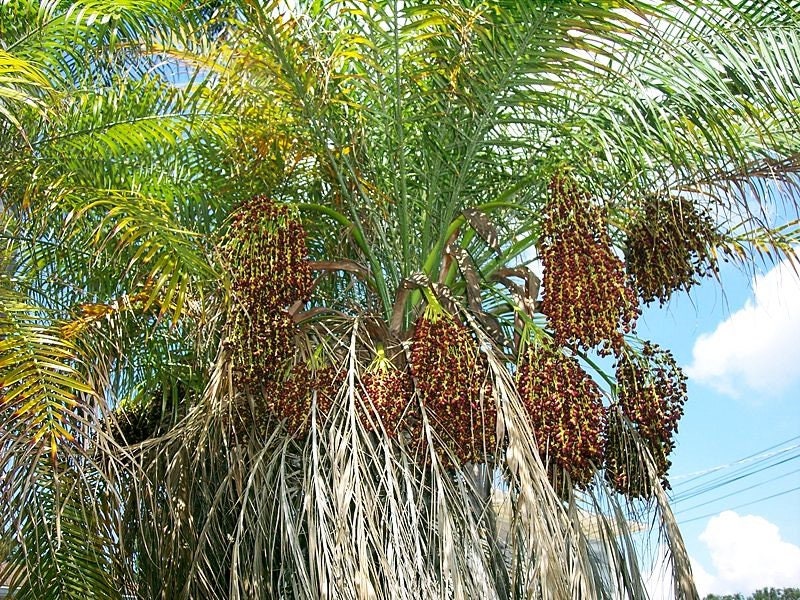 10 PYGMY DATE PALM Phoenix Roebelenii Dwarf Miniature Ornamental Fruit Tree Houseplant Seeds