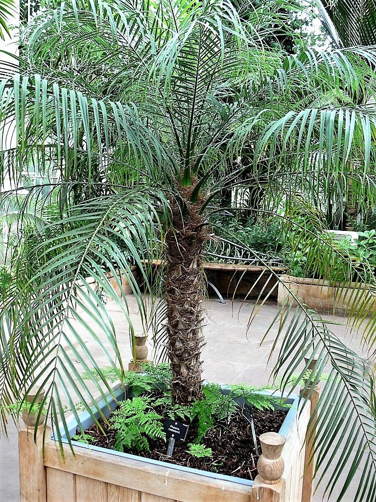 10 PYGMY DATE PALM Phoenix Roebelenii Dwarf Miniature Ornamental Fruit Tree Houseplant Seeds
