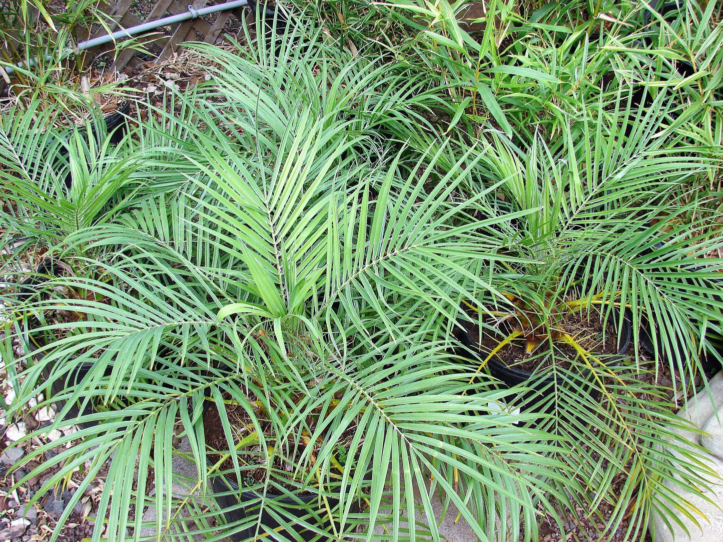 10 PYGMY DATE PALM Phoenix Roebelenii Dwarf Miniature Ornamental Fruit Tree Houseplant Seeds