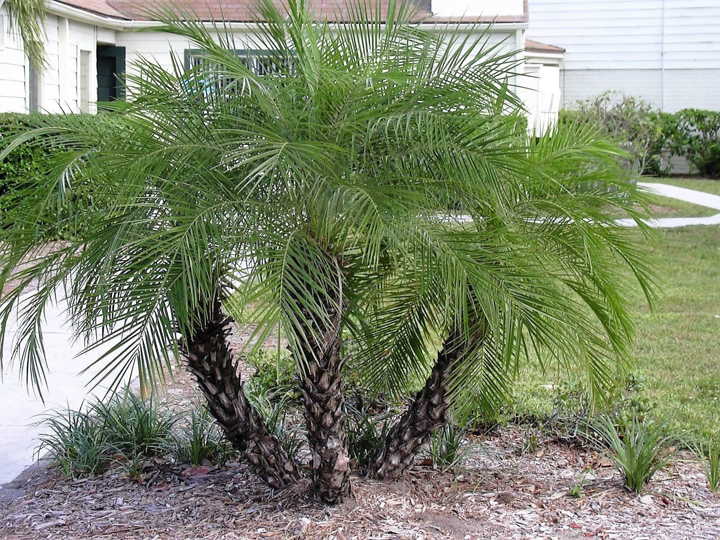 10 PYGMY DATE PALM Phoenix Roebelenii Dwarf Miniature Ornamental Fruit Tree Houseplant Seeds