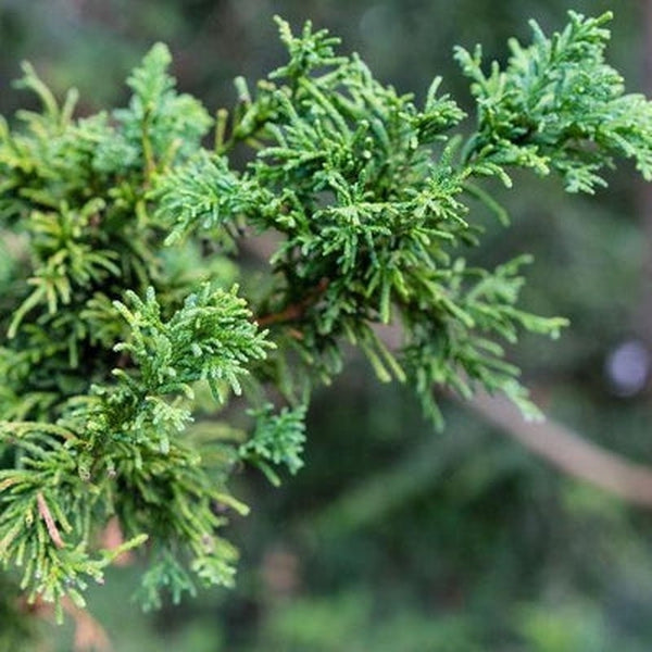 Hinoki Essential Oil (Japanese Cypress)