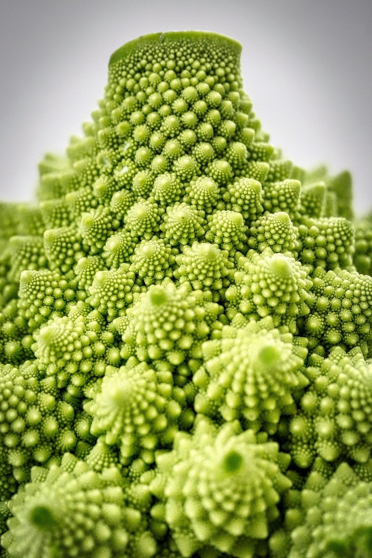 500 ROMANESCO BROCCOLI Broccoflower Roman Cauliflower Pyramid Broccolo Brassica Oleracea Vegetable Seeds