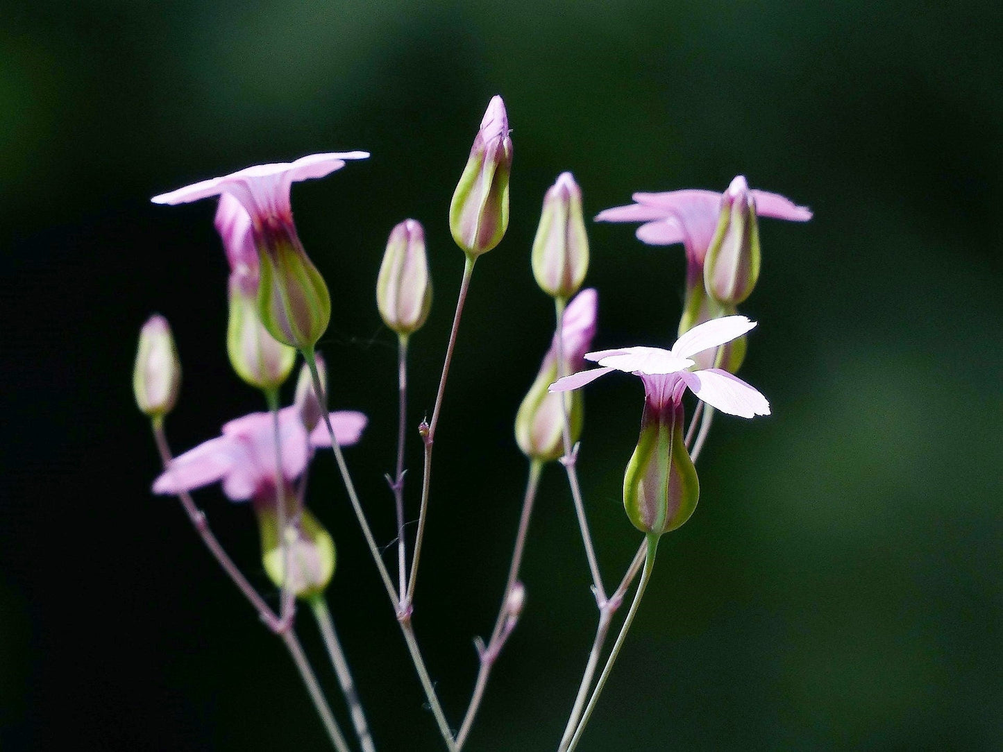 250 TALL SOAPWORT Saponaria Hispanica syn. Saponaria Vaccaria Cowcockle Prairie Carnation Cow Herb Pink Flower Seed