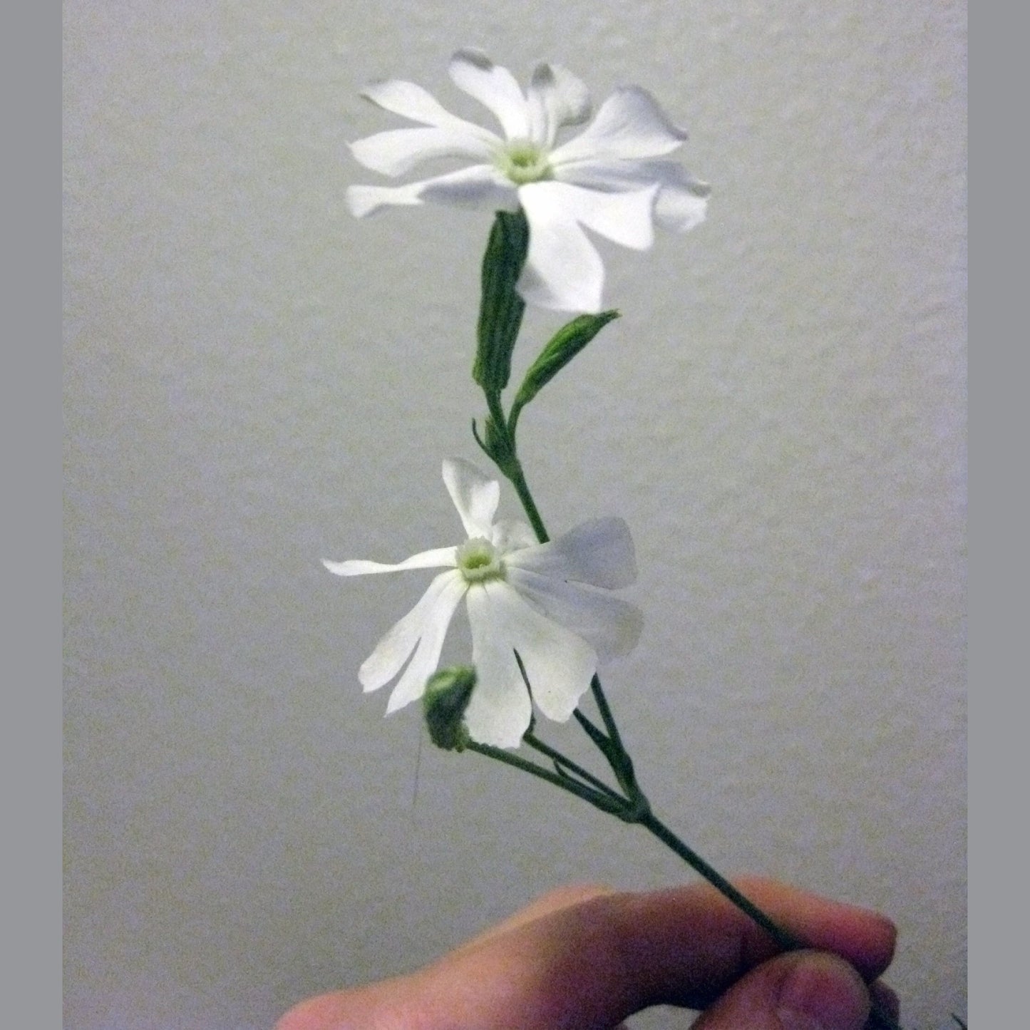 10 AFRICAN DREAM ROOT Silene Undulata Xhosa Herb White Ways Campion Flower Seeds