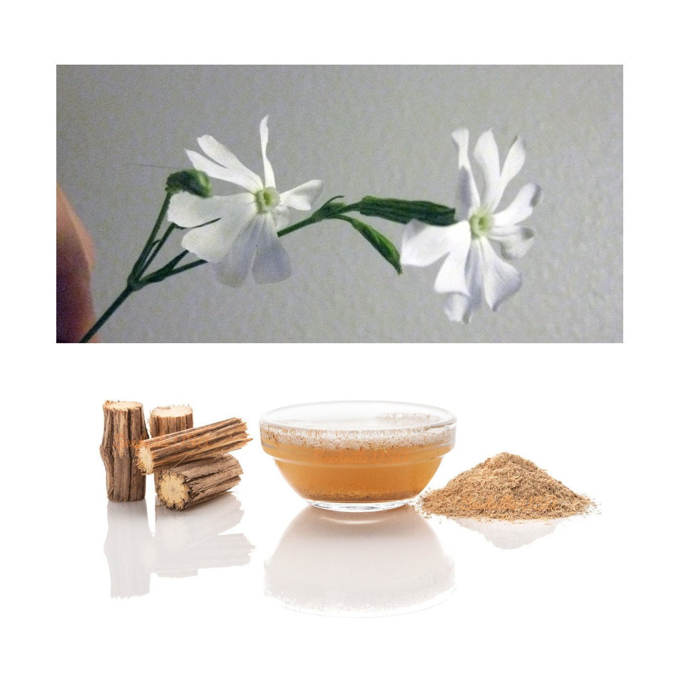 10 AFRICAN DREAM ROOT Silene Undulata Xhosa Herb White Ways Campion Flower Seeds